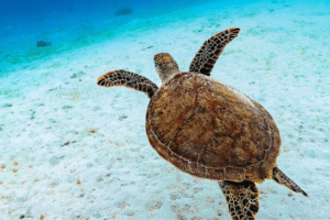 Raccoons and sea turtles: a local non-profit organization’s quest to balance Virginia Key’s ecosystem